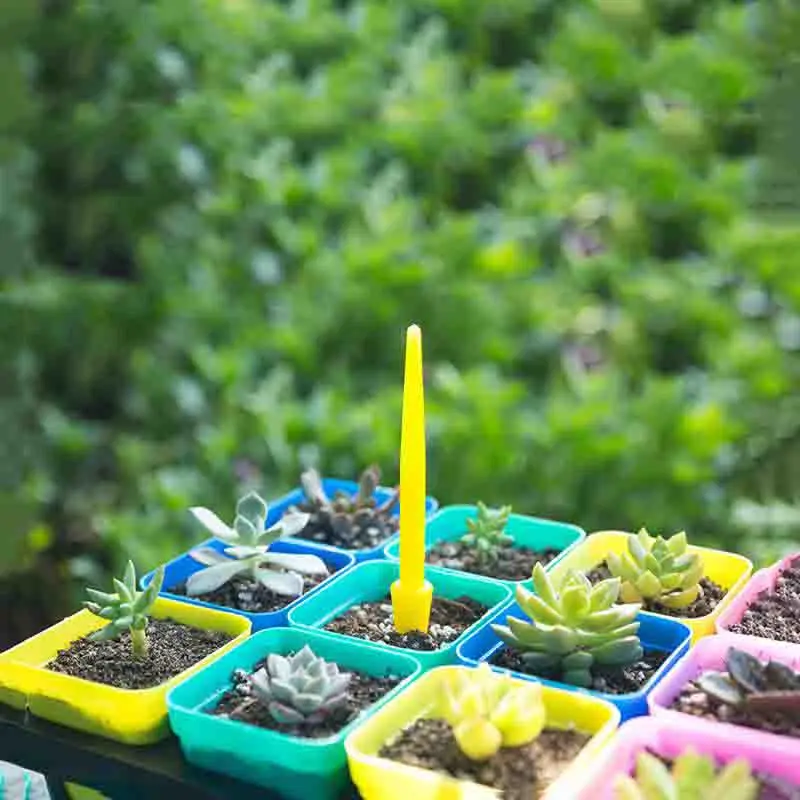 1/10 ชิ้นการหว่าน Succulents ป - Succulent Set บทวิจารณ์และราคา