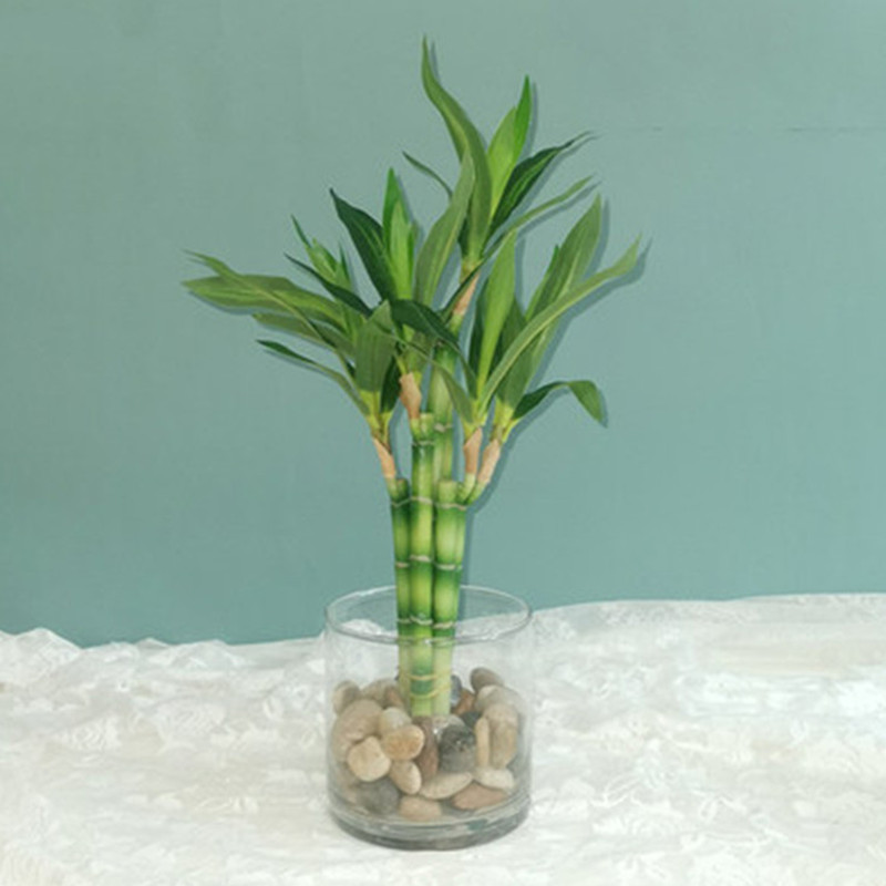 ต้นไผ่กวนอิมเทียมขนาด 40 ซม. พ - Snake Plant บทวิจารณ์และราคา