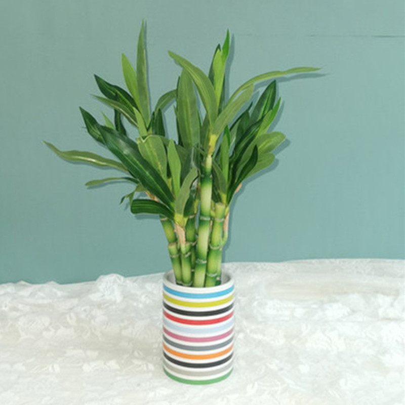 ต้นไผ่กวนอิมเทียมขนาด 40 ซม. พ - Snake Plant บทวิจารณ์และราคา