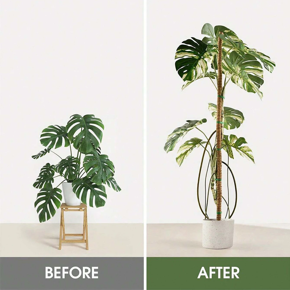 เสาไม้สนับสนุนต้นมอนสเตอร่า สำ - Plant Support Stake บทวิจารณ์และราคา